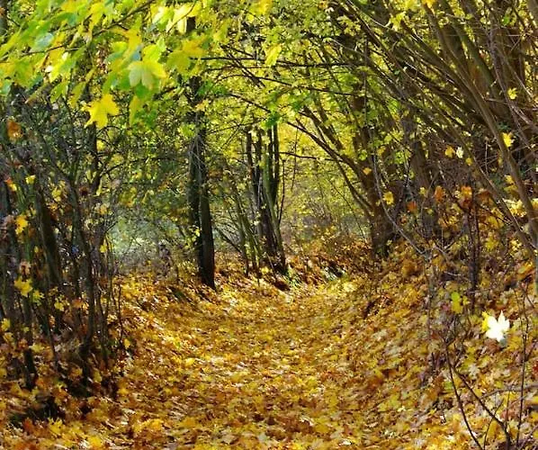 The Hills At River Apartment *